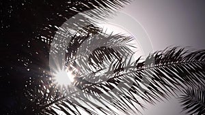 Leaves from a palm tree to sway in the wind a bright light from the sun shines. Close up