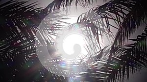 Leaves from a palm tree to sway in the wind a bright light from the sun shines. Close up. Slow motion