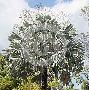 Leaves of the Palmetto Palm tree.