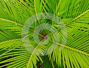 Leaves of Palmleaves