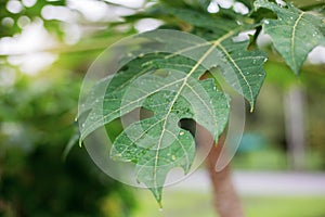 Leaves papaya in the spring.