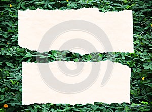 Leaves paper background