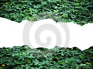 Leaves paper background