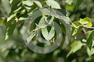 Leaves of a paper birch, Betula papyrifera