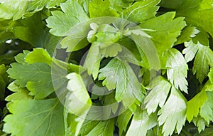 Leaves parsley
