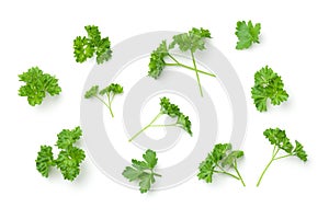 Leaves of Parsley Isolated on White Background