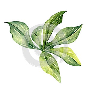 Leaves of passion flower plant watercolor illustration isolated on white.