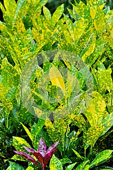 Leaves pattern by zingiberaceae plant