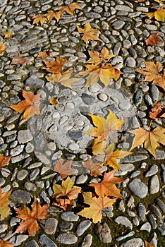 Leaves on pebble