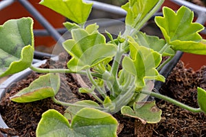 Leaves of Pelargonium peltatum (L.) Ivy geranium