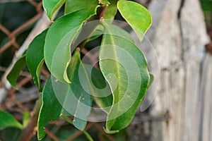 The leaves of pereskia grandifolia