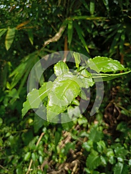 persicaria amplexicaulis leaves photo