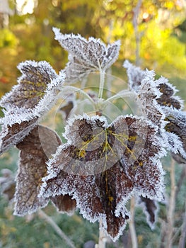 leaves of physocarpus frost