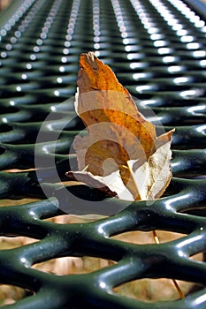 Leaves on picnic table in Jess Martin Park, Julian, California photo