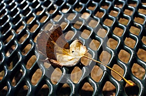 Leaves on picnic table in Jess Martin Park, Julian, California photo