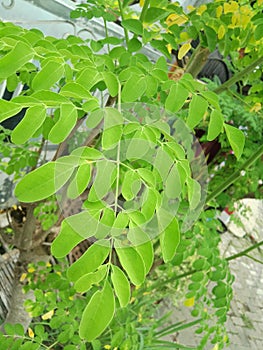The leaves in the picture are Moringa oleifera leaves