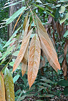 Leaves pigmentation