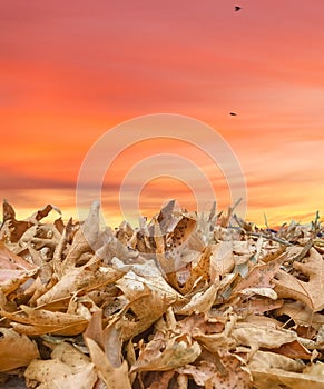 Leaves pile dry in autumn season for backgroiund sunset orange