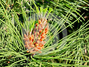 Leaves of a pine tree wrapping male cones photo