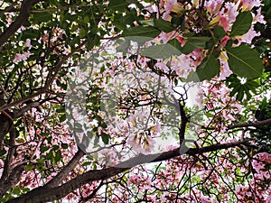 Leaves of the Pink Guayacan Tree