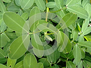 Leaves pinnately-compound of yellow peanut plant with predation mark