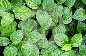 Leaves of Piper sarmentosum, Herb plant background