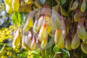 The Leaves and pitcher of Nepenthes. Tropical carnivorous predatory plant close-up. Natural background with exotic plants