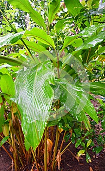 Leaves and Plant of Cardamom - Elettaria Cardamomum Maton - Malabar Elaichi - Spice Plantation in Kerala, India