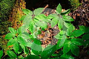 Leaves of a plant in a dark forest lit by sunlight on a summer day after a rain