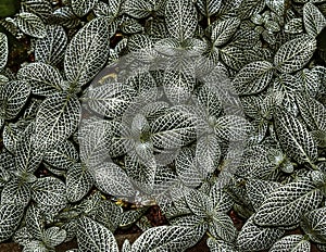 Leaves of plant Fittonia Albivenis