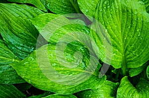 The leaves of the plant host after the rain