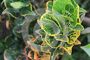 the leaves of a plant named latin Codiaeum variegatum