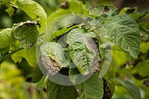 Leaves Plant Of Potato Stricken Phytophthora. photo