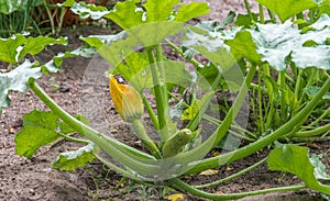 Leaves of the plant and unripe squash in the garden in the open ground