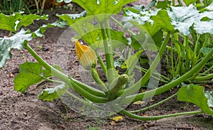 Leaves of the plant and unripe squash in the garden in the open ground.