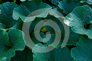 The leaves of a plant are wet and green