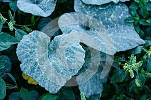 The leaves of a plant are wet and green