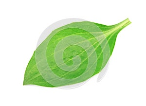 Leaves of a plantain