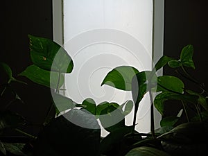 Leaves of plants on a bright lighted window