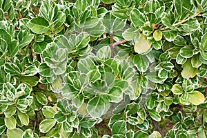 Leaves of plants Emerald Gaiety Euonymus photo