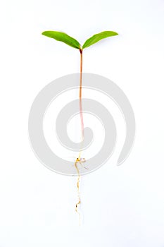 Leaves of plants germinate on white background,abstract leaf