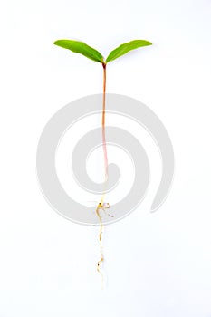 Leaves of plants germinate on white background,abstract leaf photo