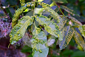 Hojas de plantas infectado de acuerdo a champinón 