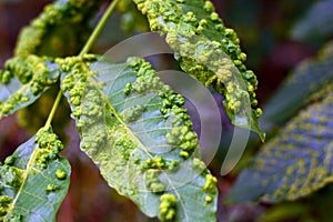 Hojas de plantas infectado de acuerdo a champinón 