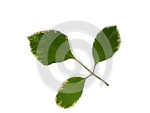 Leaves, plants, leaves, cooking parts Isolated from white background