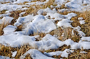 Leaves or plants on Mountain white snow in winter, Paradise places in New Zealand