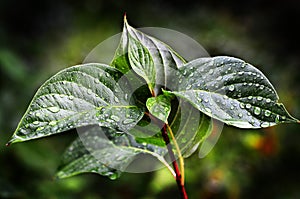 Leaves and Plants in Rainstorm