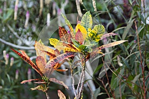 Leaves of plants of various shapes, Thailand