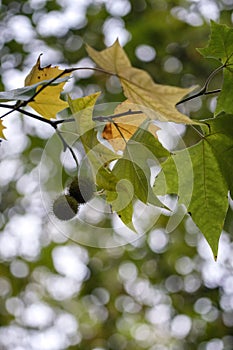 The leaves of Platanus Ã— Acerifolia, Platanus Ã— Hispanica or hybrid plants are a tree in the genus Platanus.