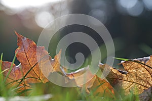 The leaves of Platanus Ã— Acerifolia, Platanus Ã— Hispanica or hybrid plants are a tree in the genus Platanus.